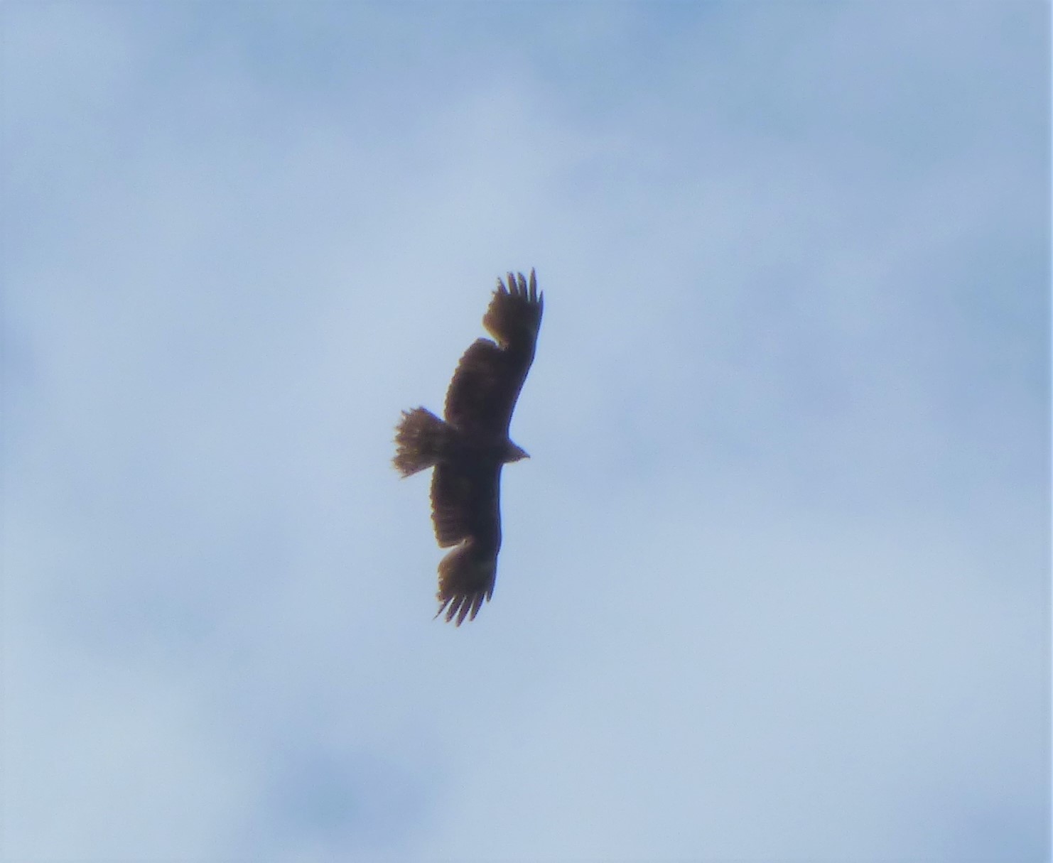 Rapace da indentificare:  probabile Nibbio bruno (Milvus migrans)